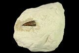 Fossil Fish (Xiphactinus) Tooth in Situ - Kansas #136664-1